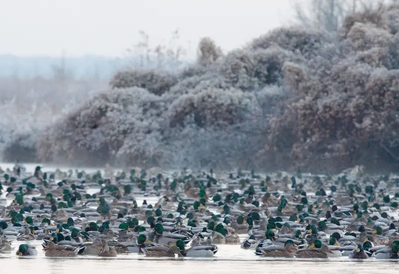 Mallards on a frosty morning, Bald Knob National Wildlife Refuge, Arkansas