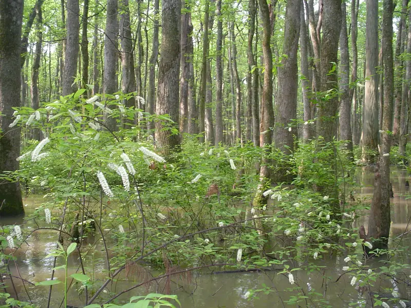 Bayou DeView, Cache River National Wildlife Refuge, Arkansas