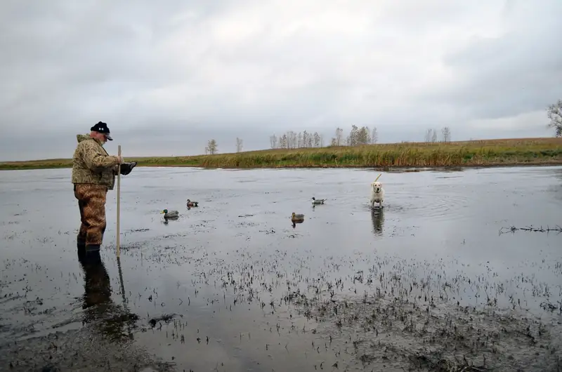 Picking up decoys after a hunt