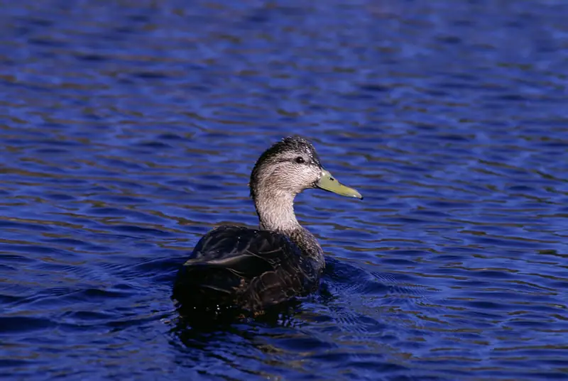American black duck: On the water