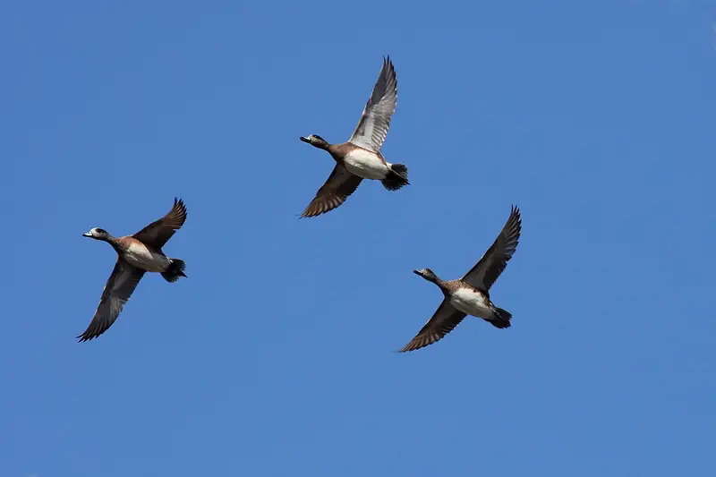 American wigeon: In flight