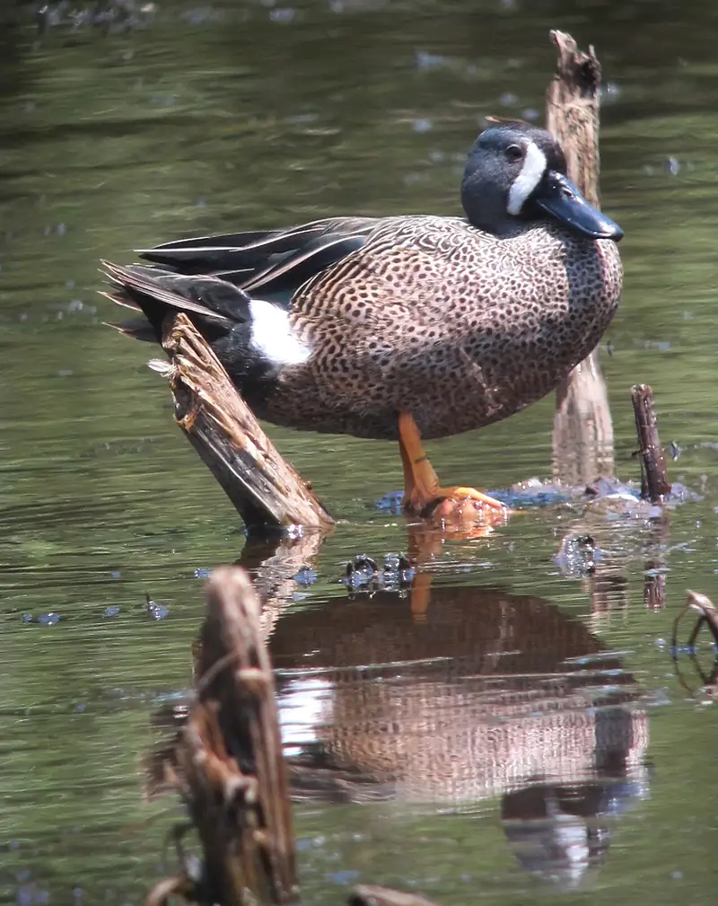 Blue-winged teal: Drake
