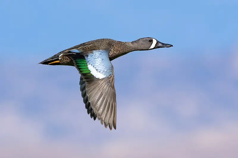 Blue-winged teal: In flight
