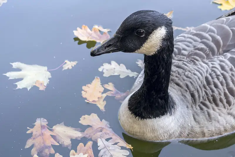 Canada goose: Adult