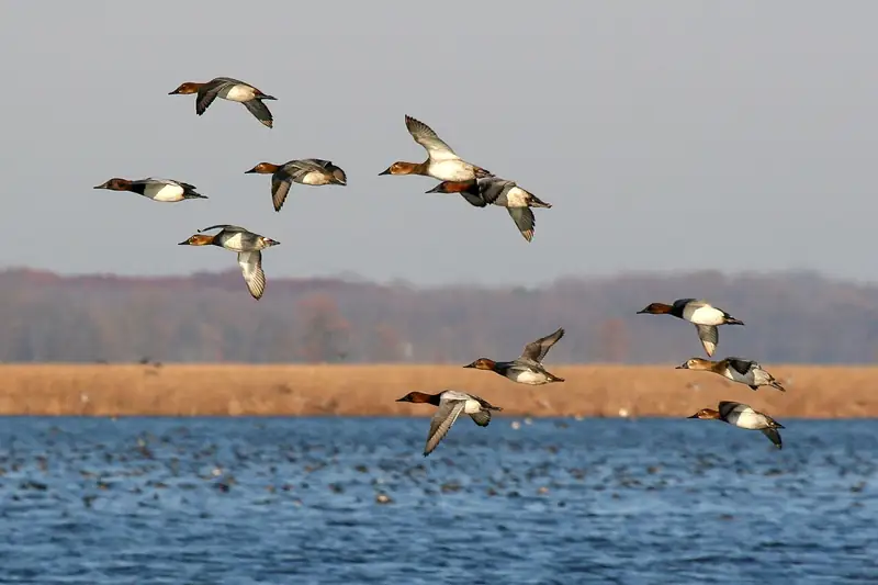 Canvasback: In flight