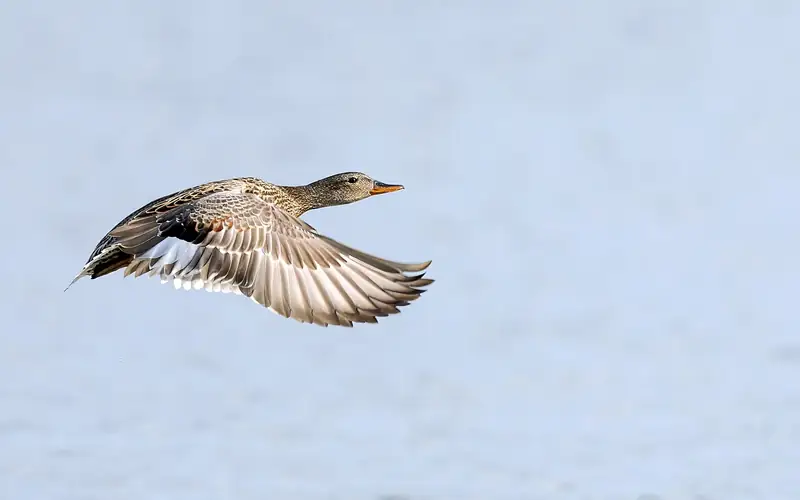 Gadwall: In flight