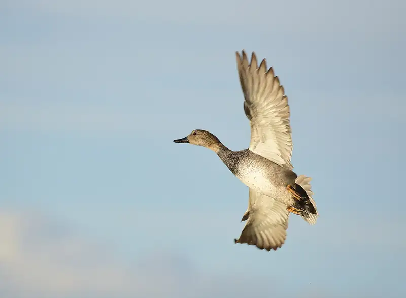 Gadwall: Gadwall on a refuge pond