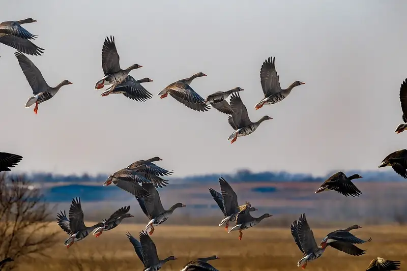 Greater white-fronted goose: Flock in flight