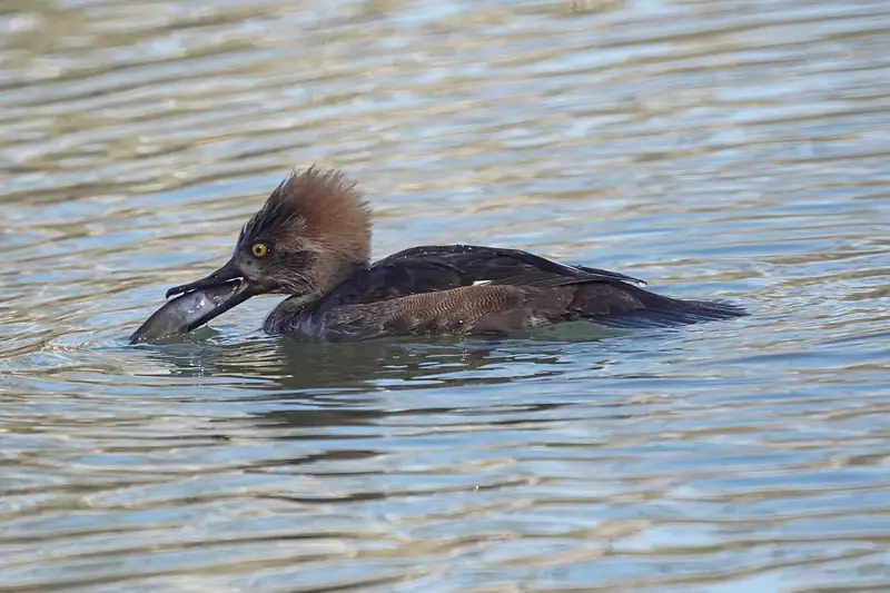 Hooded merganser: Hen with a fish
