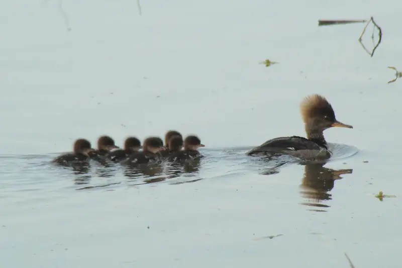 Hooded merganser: Hen with brood