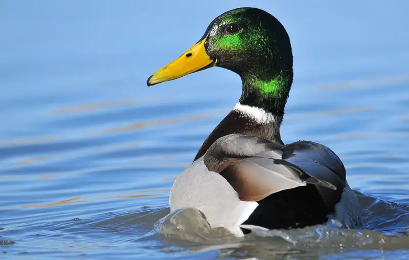 Mallard: Drake