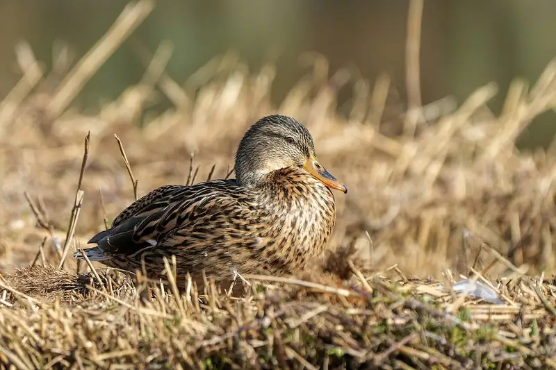 Mallard: Hen