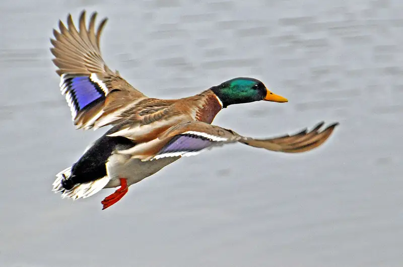 Mallard: Drake in flight