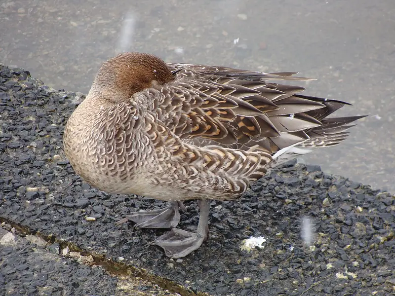 Northern pintail: Hen