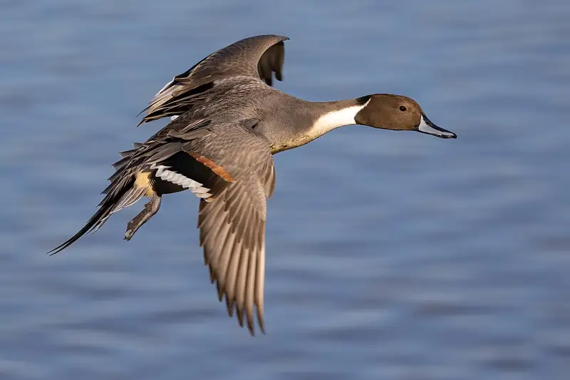 Northern pintail: Drake in flight