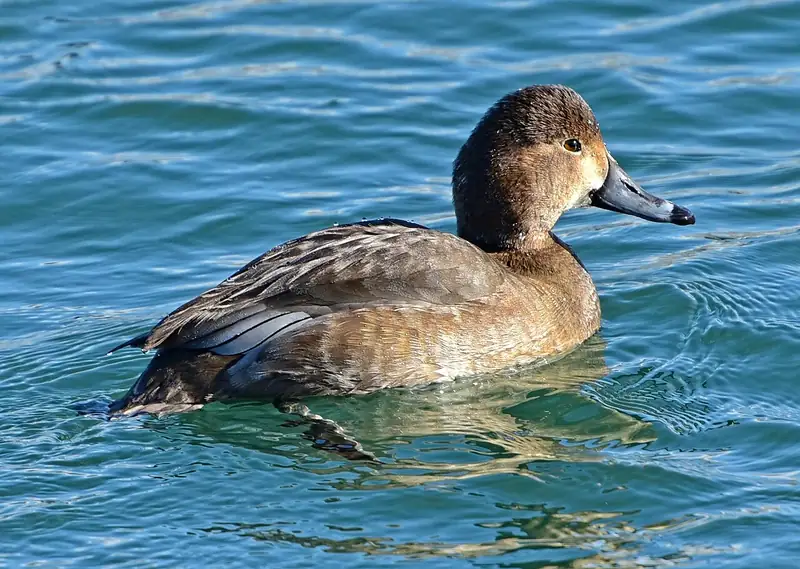 Redhead: Hen