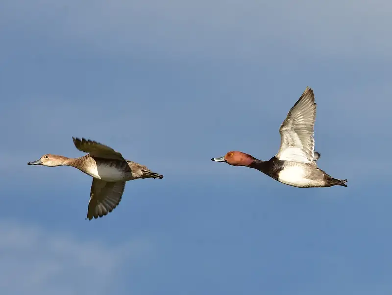 Redhead: In flight