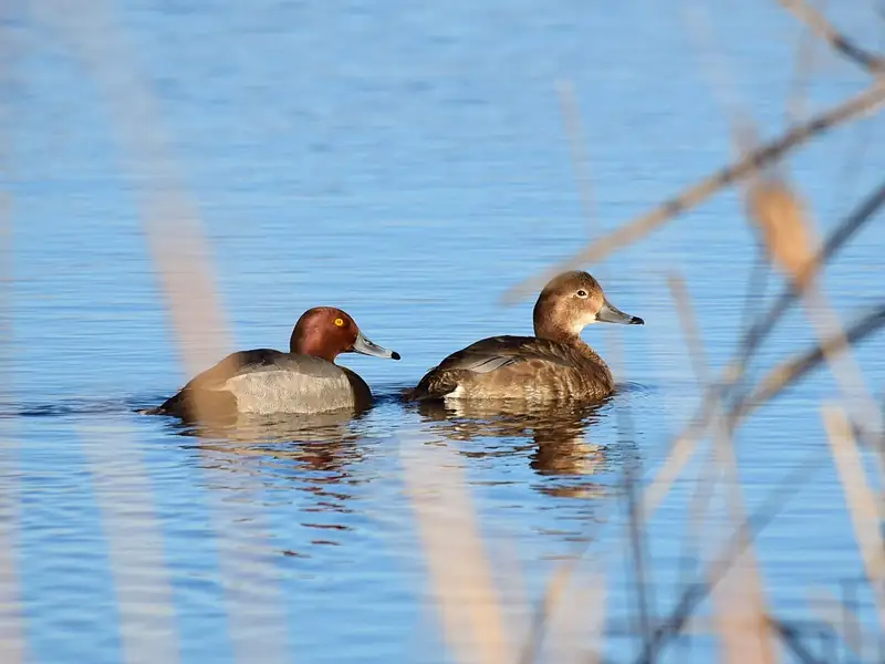Redhead: Pair