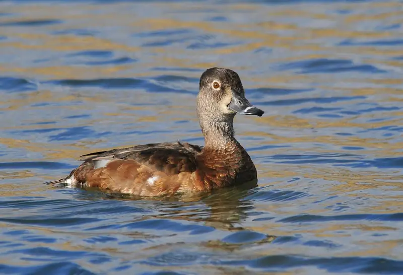 Ring-necked duck: Hen