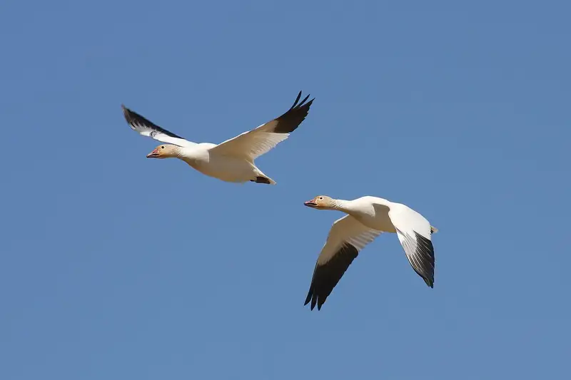 Snow goose: In flight