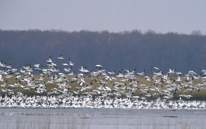Snow goose: Flock on a refuge