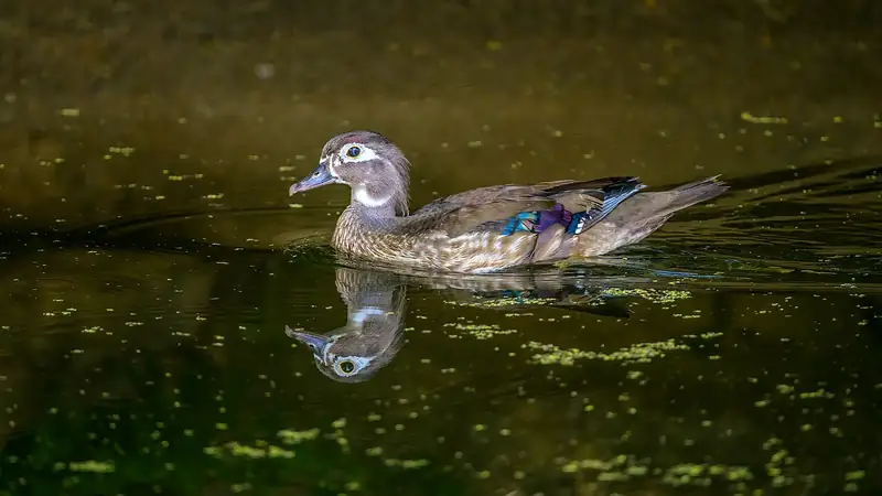 Wood duck: Hen