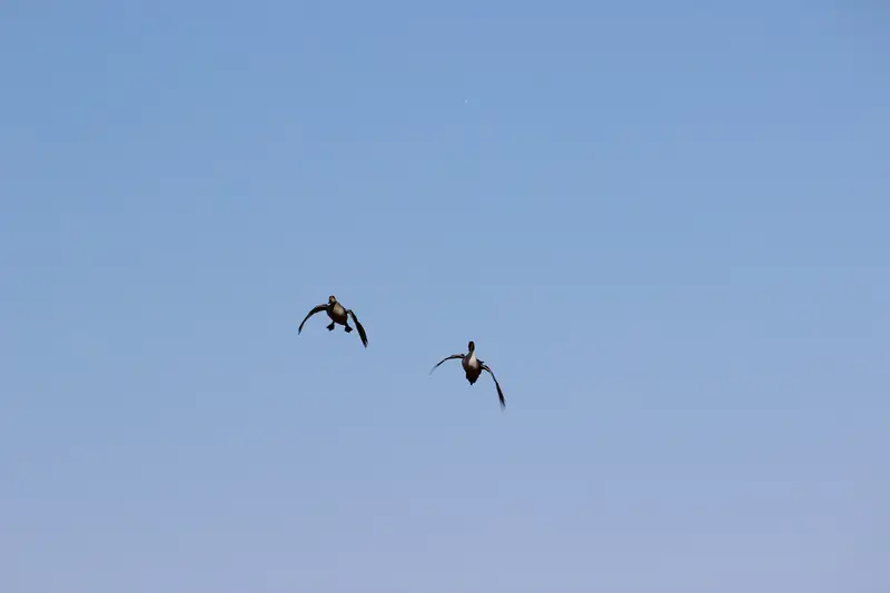 A pair of northern pintails in flight