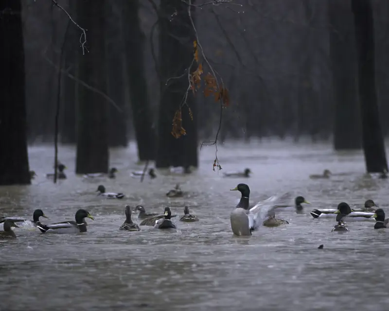 Mallards in flooded timber, White River National Wildlife Refuge, Arkansas