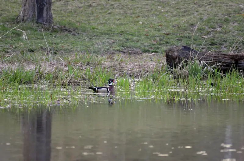 A drake wood duck